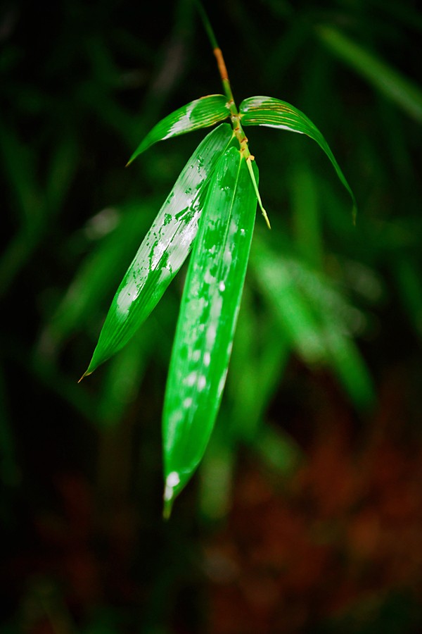 绿竹新粉（摄影）.jpg