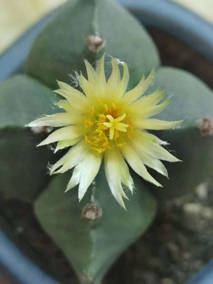 掌上芙蓉（摄影）.jpg